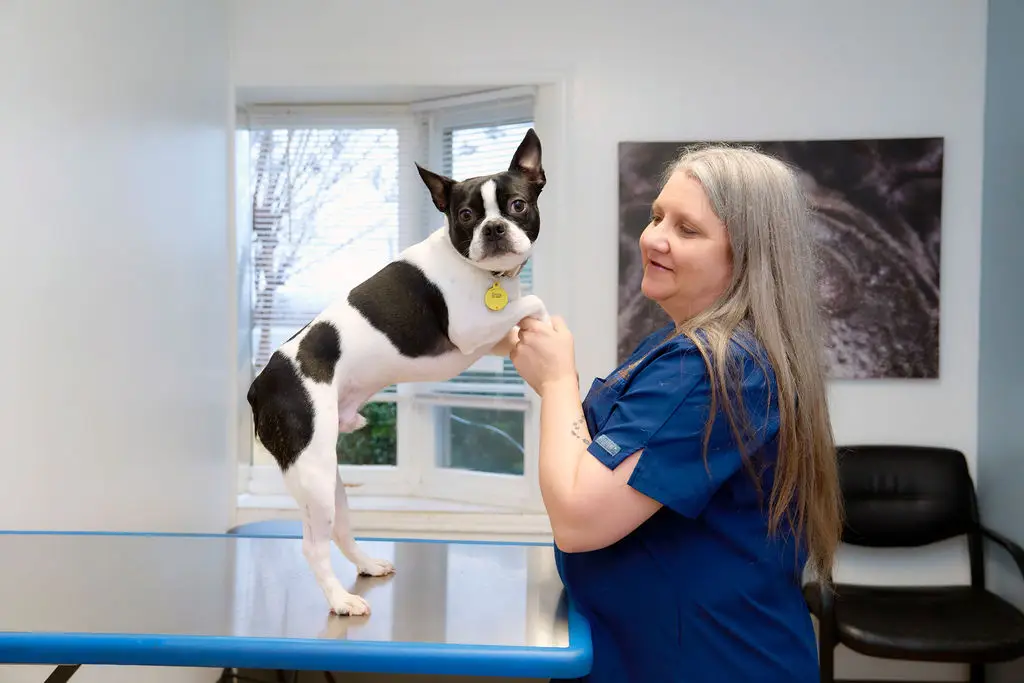 A boston terrier poses for the camera on the exame table at Lake Forest Animal Hospital.
