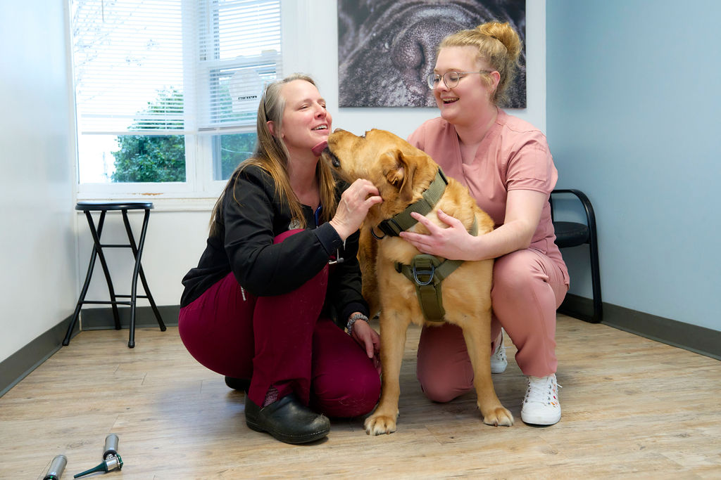 A laboarador kisses veterinary staff at Lake Forest Animal Hospital.